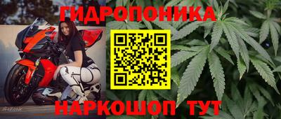 ешки Кингисепп
